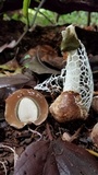 Phallus aureolatus image