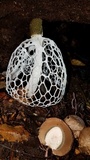 Phallus aureolatus image