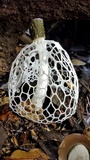 Phallus aureolatus image
