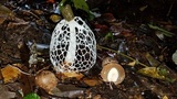 Phallus aureolatus image