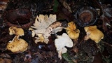 Byssomerulius corium image