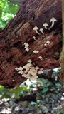 Filoboletus gracilis image