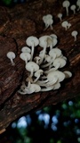 Filoboletus gracilis image