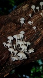 Filoboletus gracilis image
