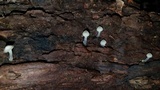 Filoboletus gracilis image