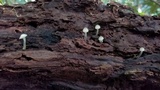 Filoboletus gracilis image