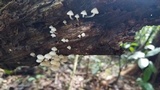 Filoboletus gracilis image