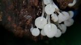 Filoboletus gracilis image