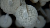 Filoboletus gracilis image
