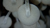 Filoboletus gracilis image