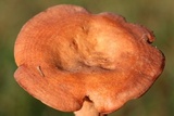 Lactarius peckii image