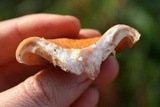 Lactarius peckii image