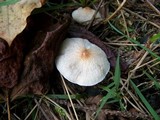 Lepiota cristata image