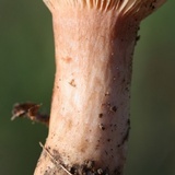 Lactarius peckii image