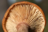 Lactarius peckii image