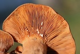 Lactarius peckii image