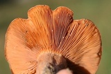 Lactarius peckii image