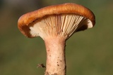 Lactarius peckii image