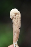 Clavariadelphus americanus image