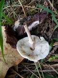Lepiota cristata image