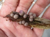 Lycogala epidendrum image