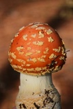 Amanita persicina image