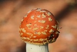 Amanita persicina image