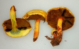 Buchwaldoboletus sphaerocephalus image