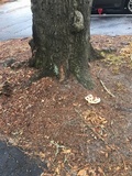 Ganoderma sessile image