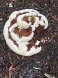 Ganoderma sessile image