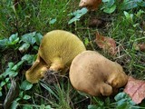 Boletinellus merulioides image