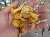 Pholiota limonella image
