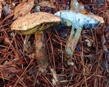 Boletus oliveisporus image