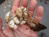 Mycena inclinata image