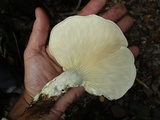 Pleurotus dryinus image