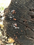 Ascocoryne cylichnium image