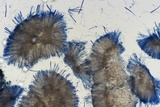 Ascocoryne cylichnium image