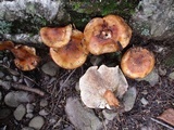 Tricholoma aurantium image