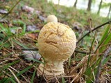 Amanita amerimuscaria image