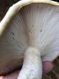 Neolentinus lepideus image