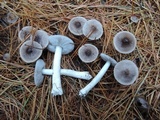 Tricholoma virgatum image