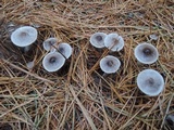 Tricholoma virgatum image