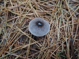 Tricholoma virgatum image
