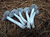 Tricholoma virgatum image
