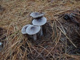 Tricholoma virgatum image