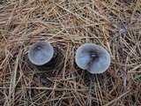 Tricholoma virgatum image