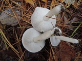Tricholoma scalpturatum image