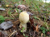 Amanita amerimuscaria image