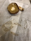 Suillus luteus image