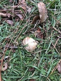 Suillus luteus image